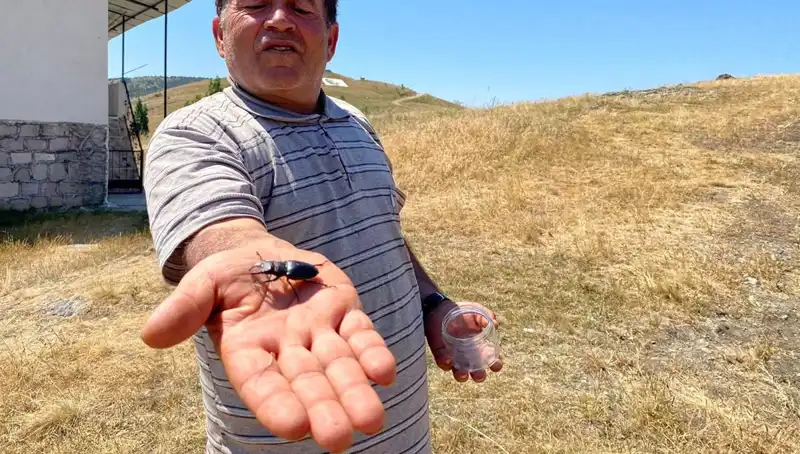 Sivas'ta Görülen Bu Böceği Öldürenlere 557 Bin TL Cezası Var!