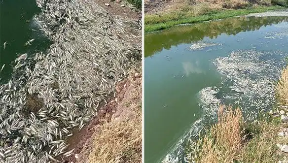 Karasu Çayı'nda Gizemli Balık Ölümleri: Çözüm Arayışında