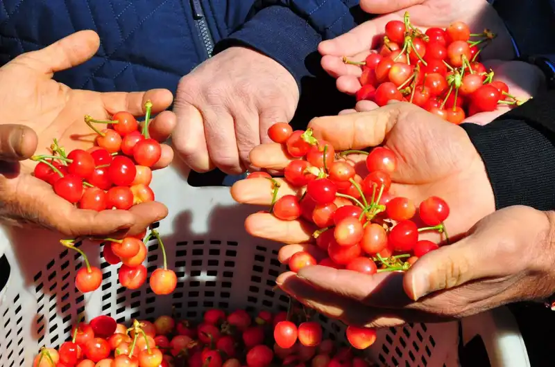 Yılın İlk Hasadı: Kilosu 3 Bin 500 TL'den Satışa Sunuldu!