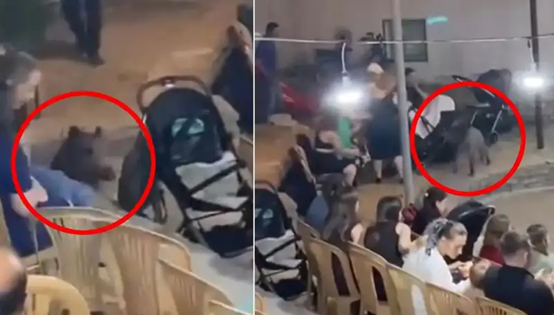 Düğün Eğlencesini Yarıda Kesen Yaban Domuzu Olayı