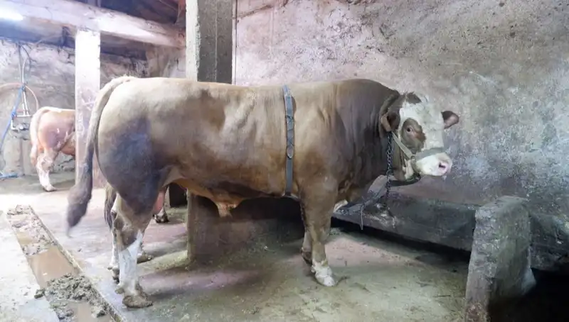 Dev Ağır Metal: 1 Ton 200 Kilo, Rekor Fiyatla Satıldı!