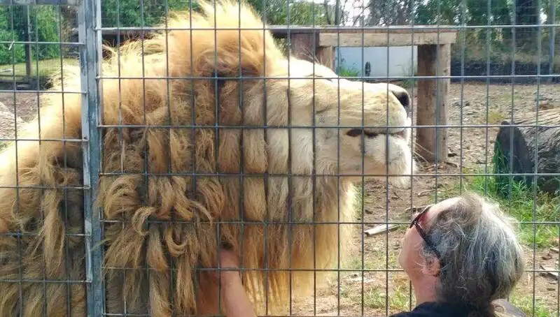 Avustralya'da Aslan Saldırısının Şok Edici Sonuçları: Kadının Kolunu Kaptı!