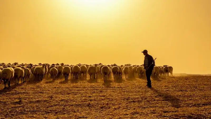 60 Bin TL Maaşla Çoban Bulamayan Köy, Sıra Sistemi Kurmaya Karar Verdi