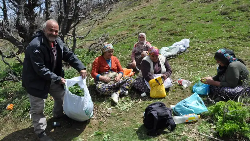 Yürüyerek Topladıkları Mantarı Satıyorlar: Her Kilo 250 Lira!