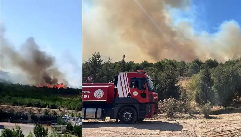 Gebze’de Büyüyen Orman Yangını: Doğa ve Hayvanlar Tehlikede!